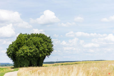 Tree on field against sky