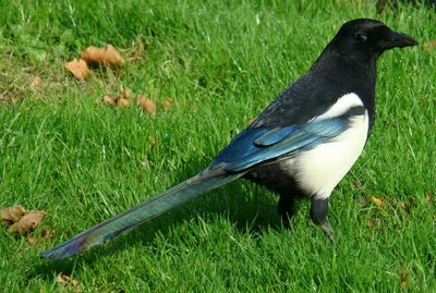 Bird on grassy field