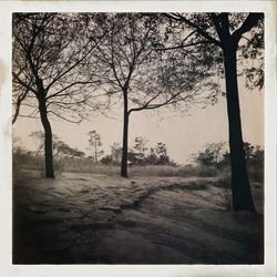 Bare trees on landscape