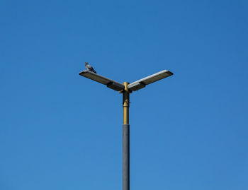 Low angle view of bird perching on pole against clear blue sky