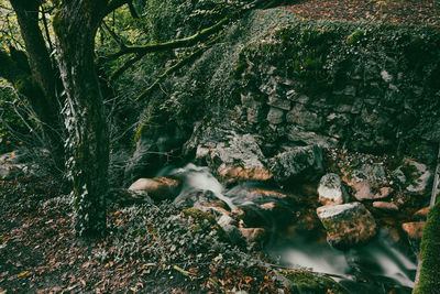 View of trees and rocks in forest