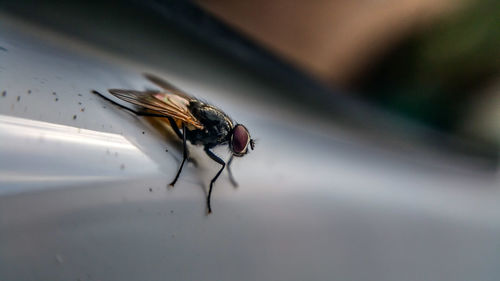 Close-up of housefly on metal