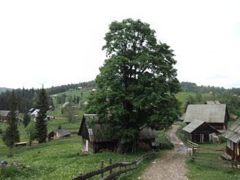 Trees growing in park