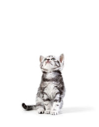 Cat sitting on a white background