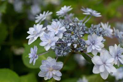 Close-up of white flowering plants