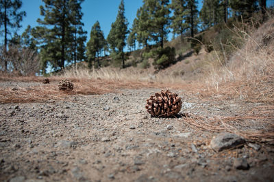 Close-up of pine cones on field