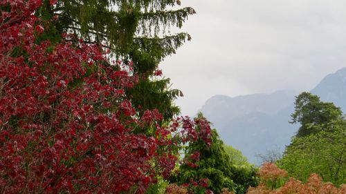 Red flowering plants and mountains against sky