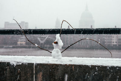 View of bird on snow