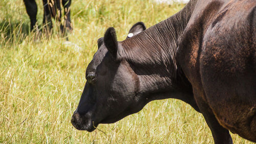 Close-up of a horse on field