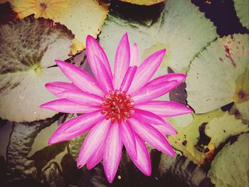 Close-up of pink water lily blooming outdoors