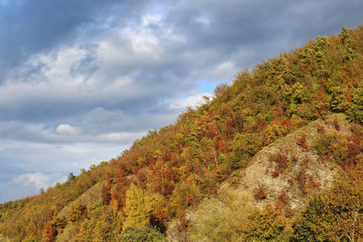 Low angle view of trees against sky during autumn