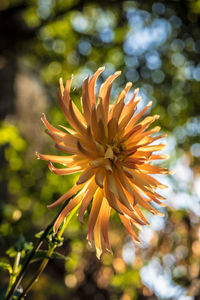 Close-up of yellow flowering plant