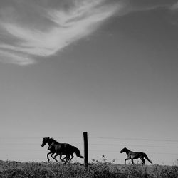 Horses in pen against sky