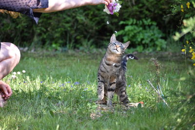 Cropped image of hand holding cat on field