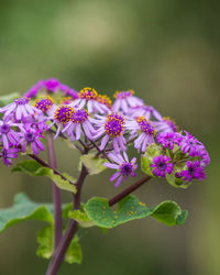 Close-up of purple flowering plant