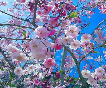 Low angle view of cherry blossoms in spring