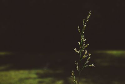 Close-up of plant at night