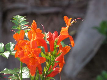 Close-up of orange flowering plant