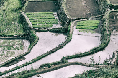 High angle view of agricultural field