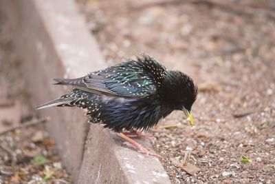 High angle view of bird perching on a field