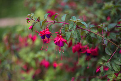 Close-up of pink flowering plant