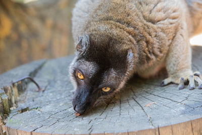 Close-up portrait of a brown lemur