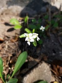 High angle view of white flowers on field