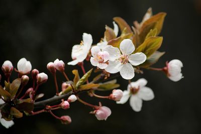 Close-up of cherry blossom flowers