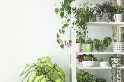 Potted plant against white background