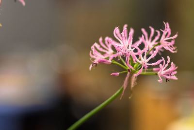 Close-up of pink flowering plant