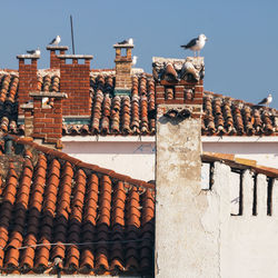 Birds perching on roof of building