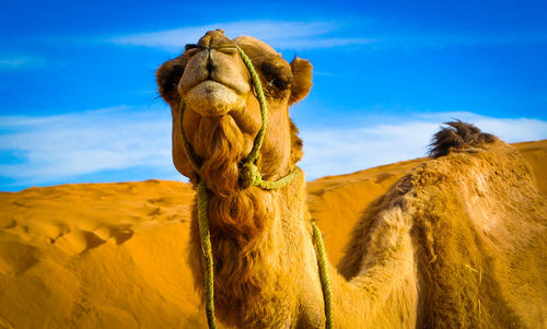 View of a horse on desert against sky