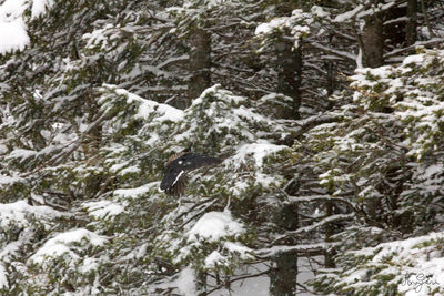 Close-up of snow covered trees