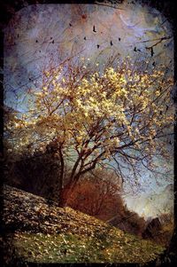 Trees growing against sky