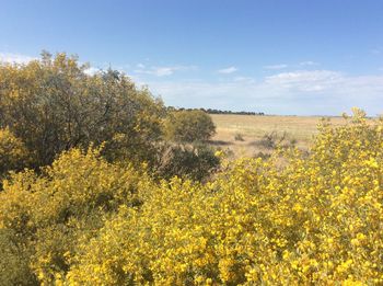 Yellow flowers blooming on field against sky