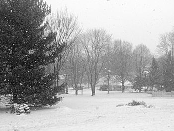 Trees on snow covered landscape