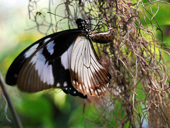 Close-up of butterfly on flower