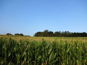 Scenic view of agricultural field against clear blue sky