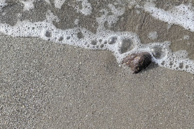 High angle view of starfish on beach