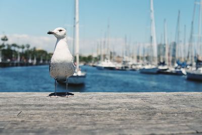 Seagull perching on a boat