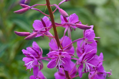 Close-up of pink flowering plant