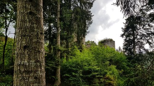Panoramic shot of trees growing in forest against sky