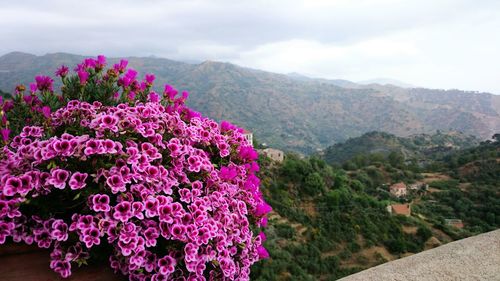 Close-up of flowers growing in mountains against sky