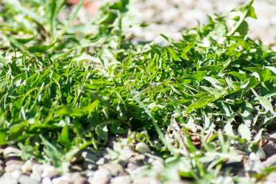 Full frame shot of fresh green grass