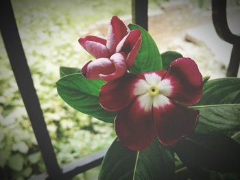 Close-up of flowers blooming outdoors