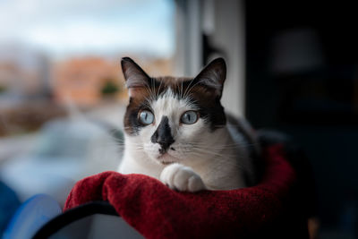 Portrait of cat relaxing at home