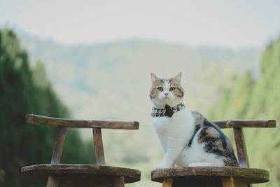 Portrait of cat sitting on retaining wall