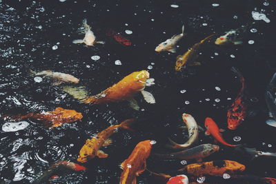 Fish swimming in pond