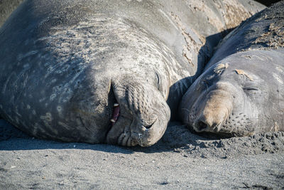 Elephant seals sleeping on beach