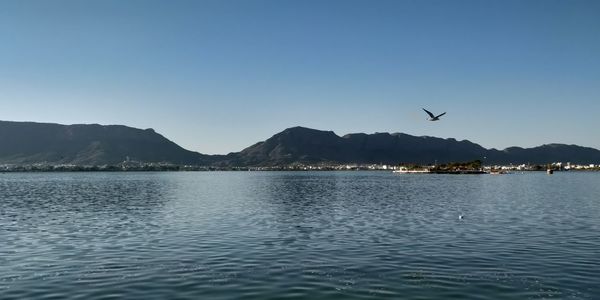 Birds flying over lake against clear sky